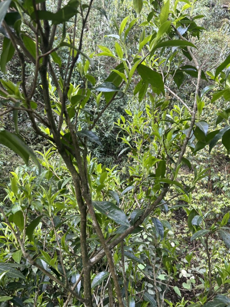 出售野生大树茶