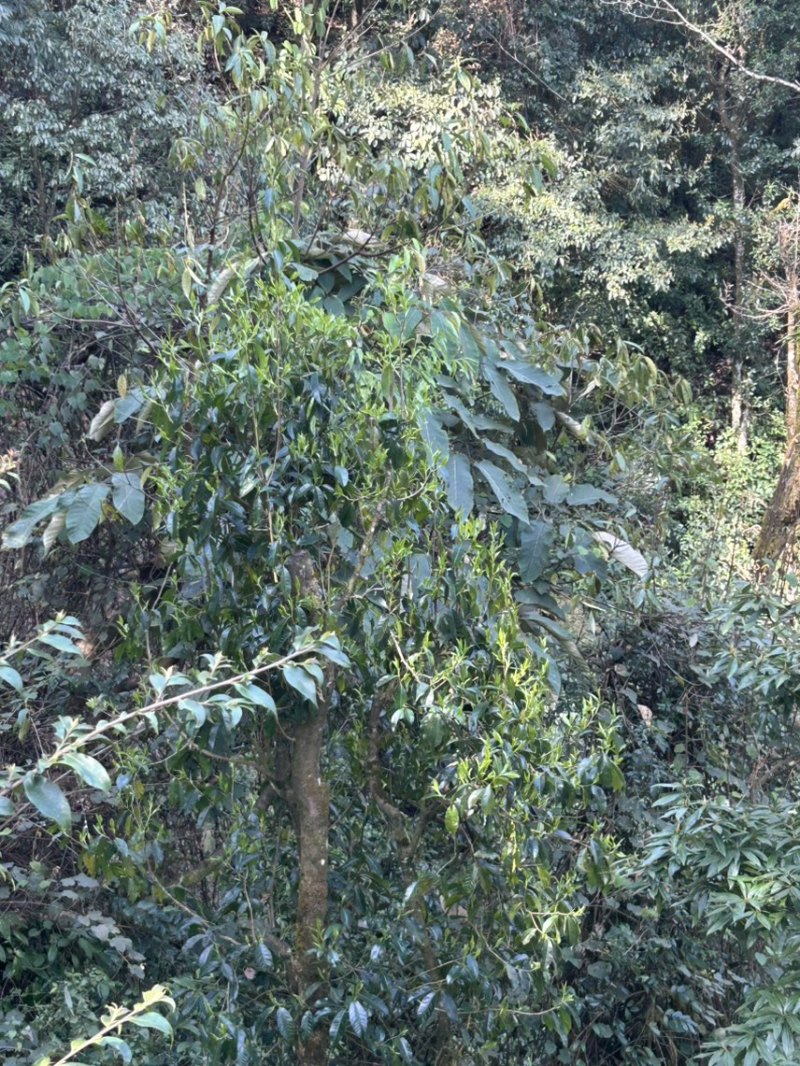 出售野生大树茶