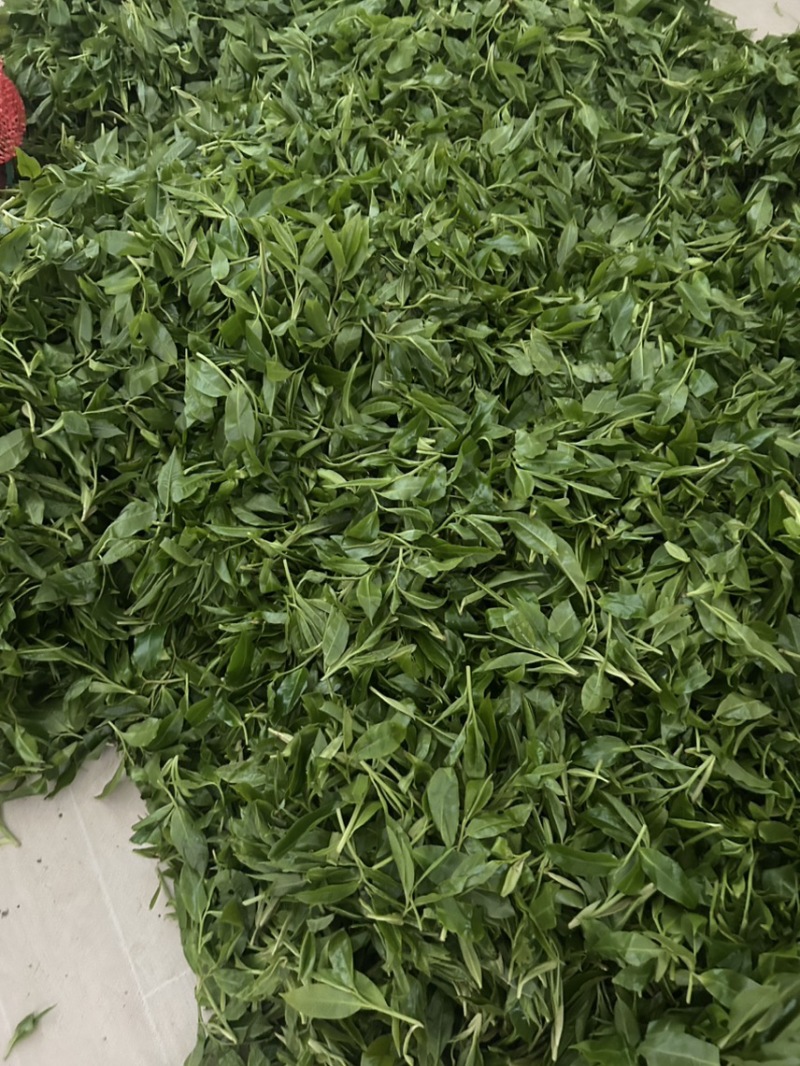 出售野生大树茶