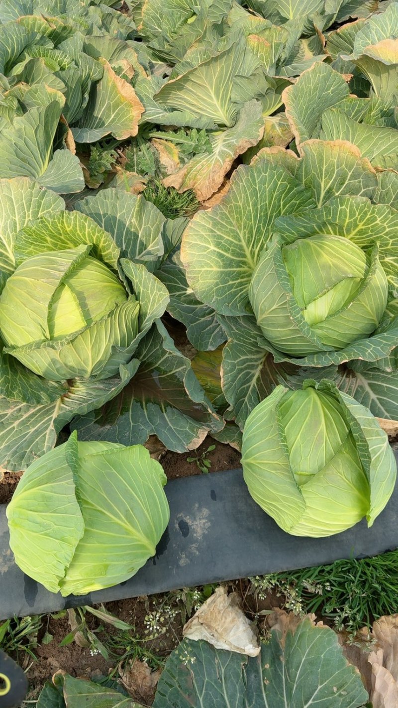 扁包菜质量很好颜色绿大量供应基地发全国质量漂亮