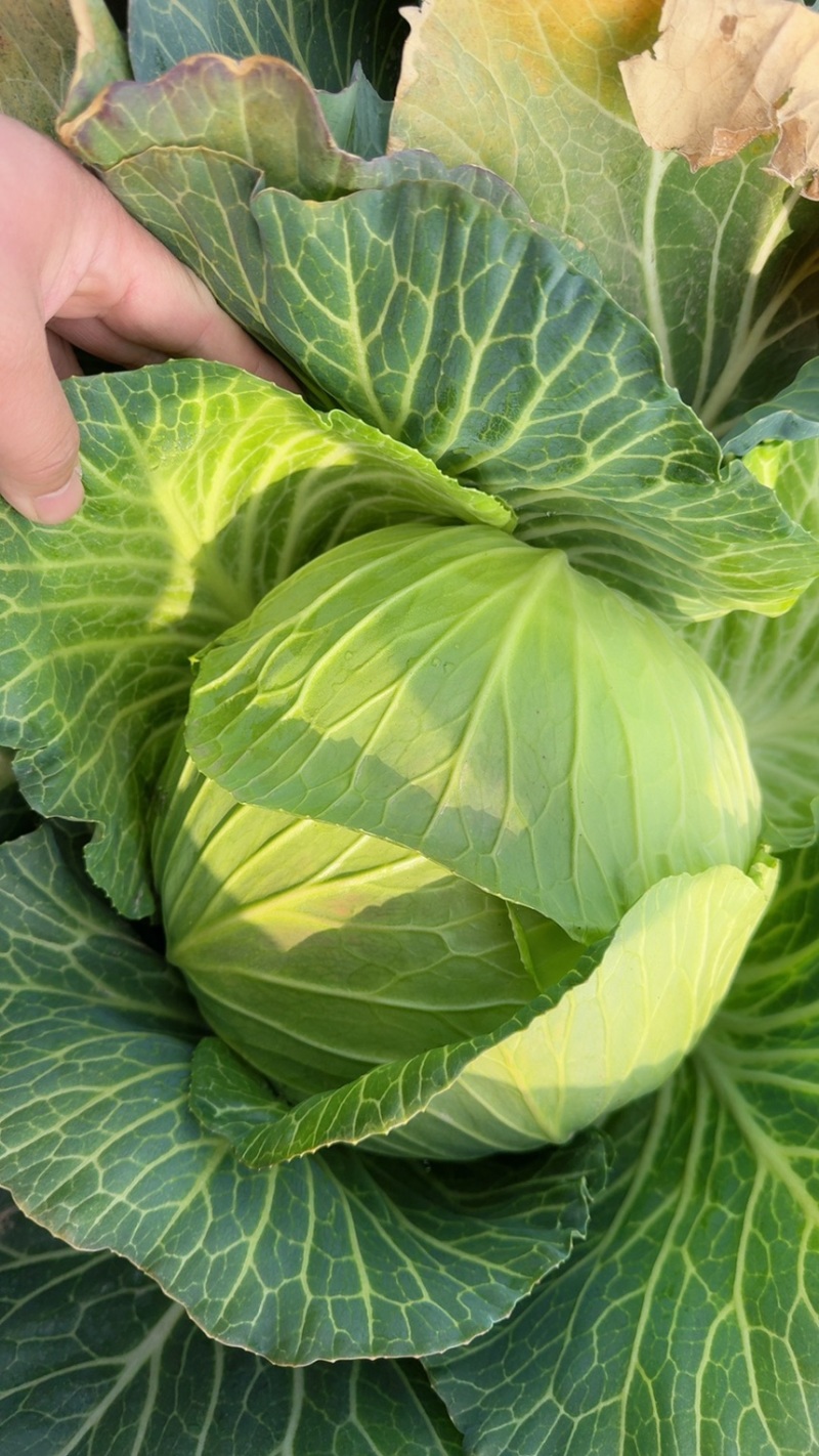 扁包菜质量很好颜色绿大量供应基地发全国质量漂亮