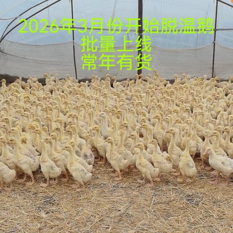 2斤脱温鹅四季鹅大白鹅活鹅大白鹅三花鹅大白鹅二斤鹅苗