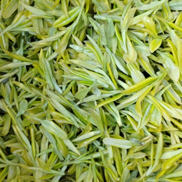 贵州黄金牙