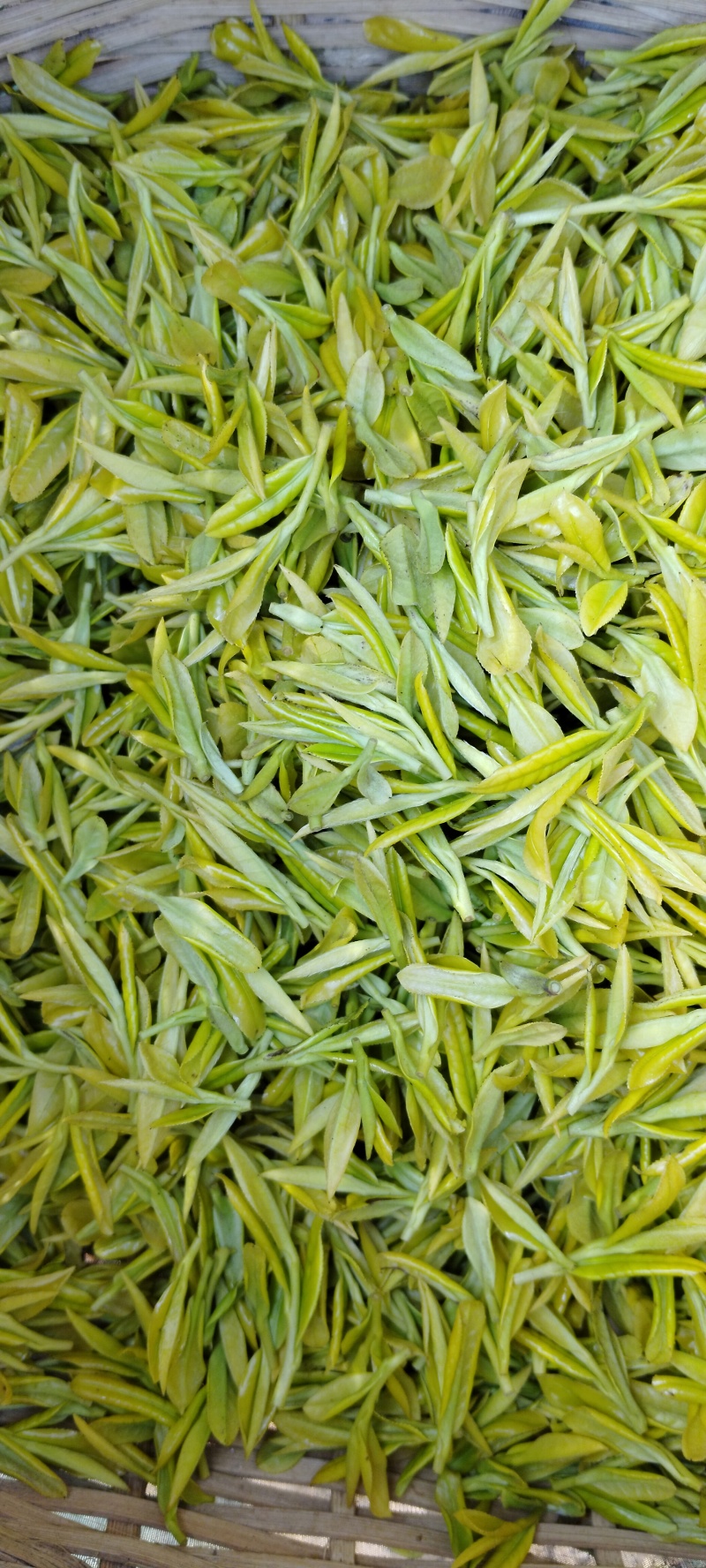 贵州黄金牙