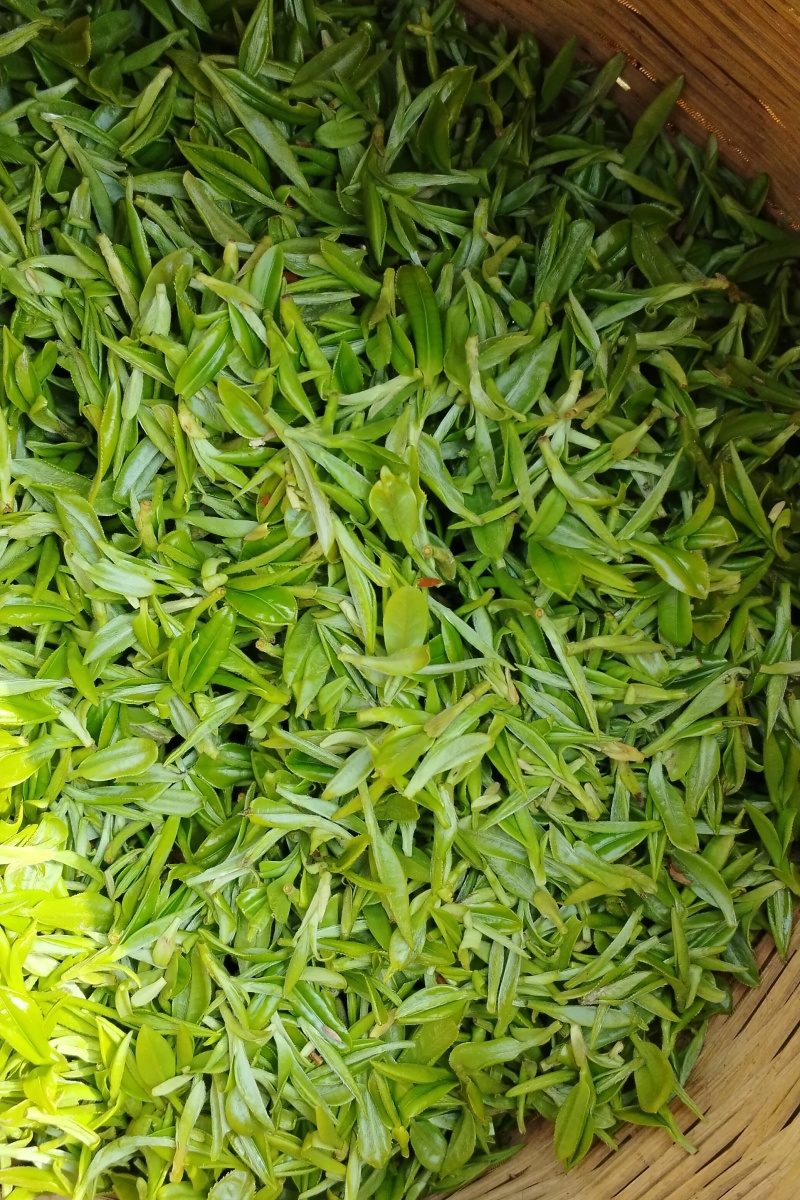 贵州黄金牙