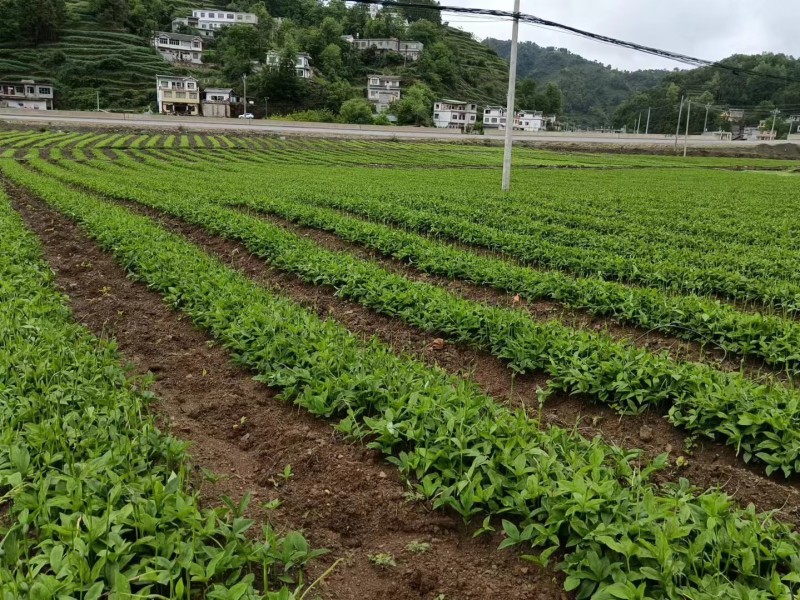 贵州旱半夏种子