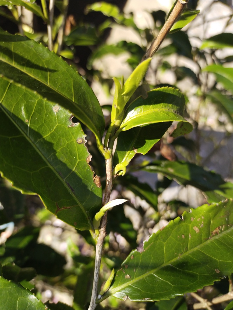 福鼎白茶