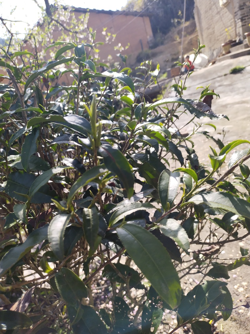 福鼎白茶