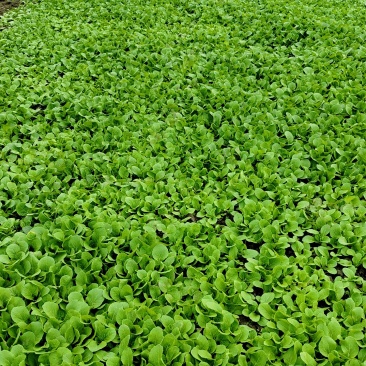 白菜秧子