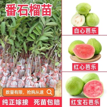 珍珠番石榴西瓜红芭乐地苗