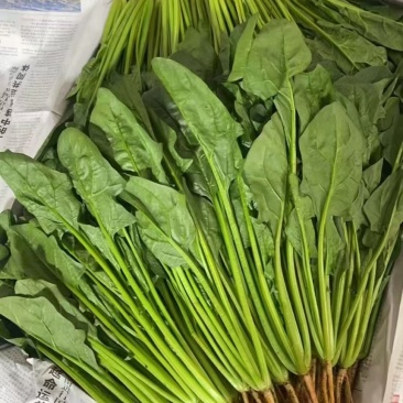 本地菠菜，几百亩，大量出售