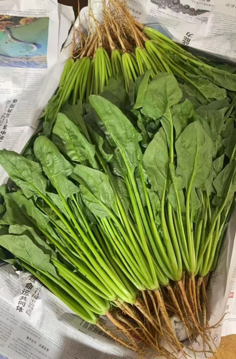 本地菠菜，几百亩，大量出售