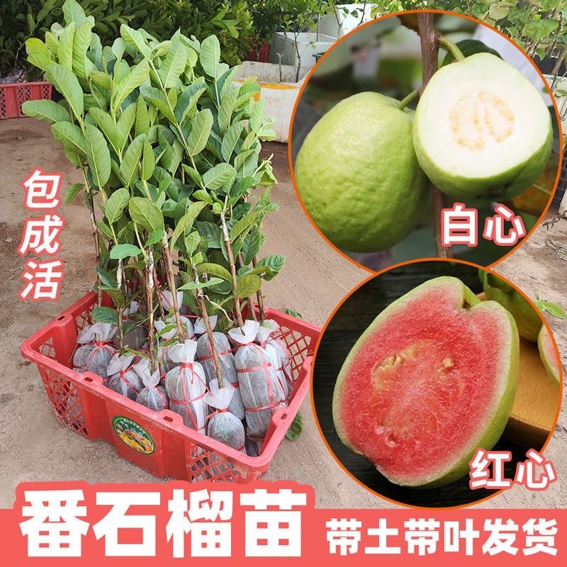 珍珠番石榴西瓜红芭乐地苗