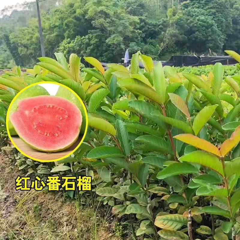 珍珠番石榴西瓜红芭乐地苗
