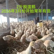 2斤三花鹅脱温鹅四季鹅大白鹅活鹅苗脱温鹅苗3斤鹅