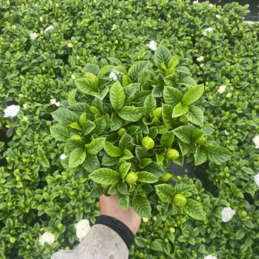 120#栀子花