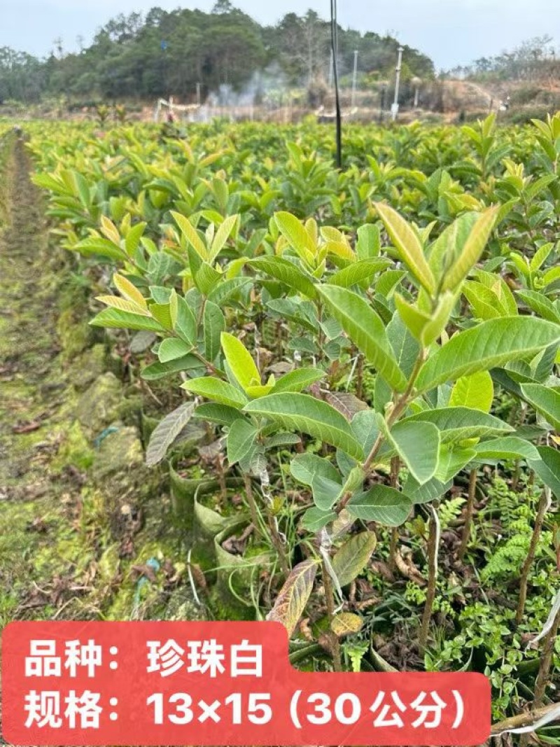 珍珠白番石榴苗嫁接苗杯苗