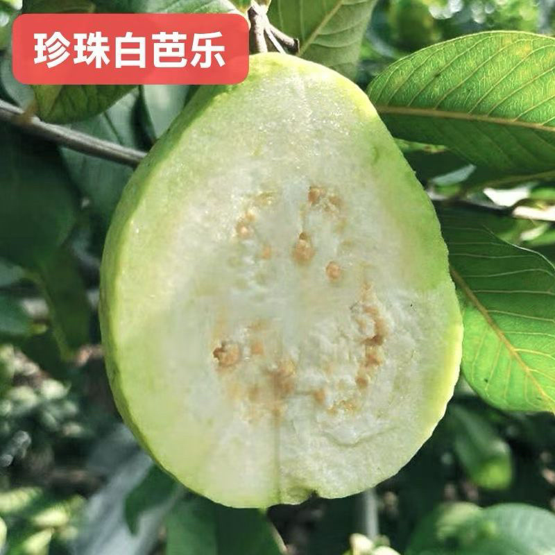 珍珠白番石榴苗嫁接苗杯苗