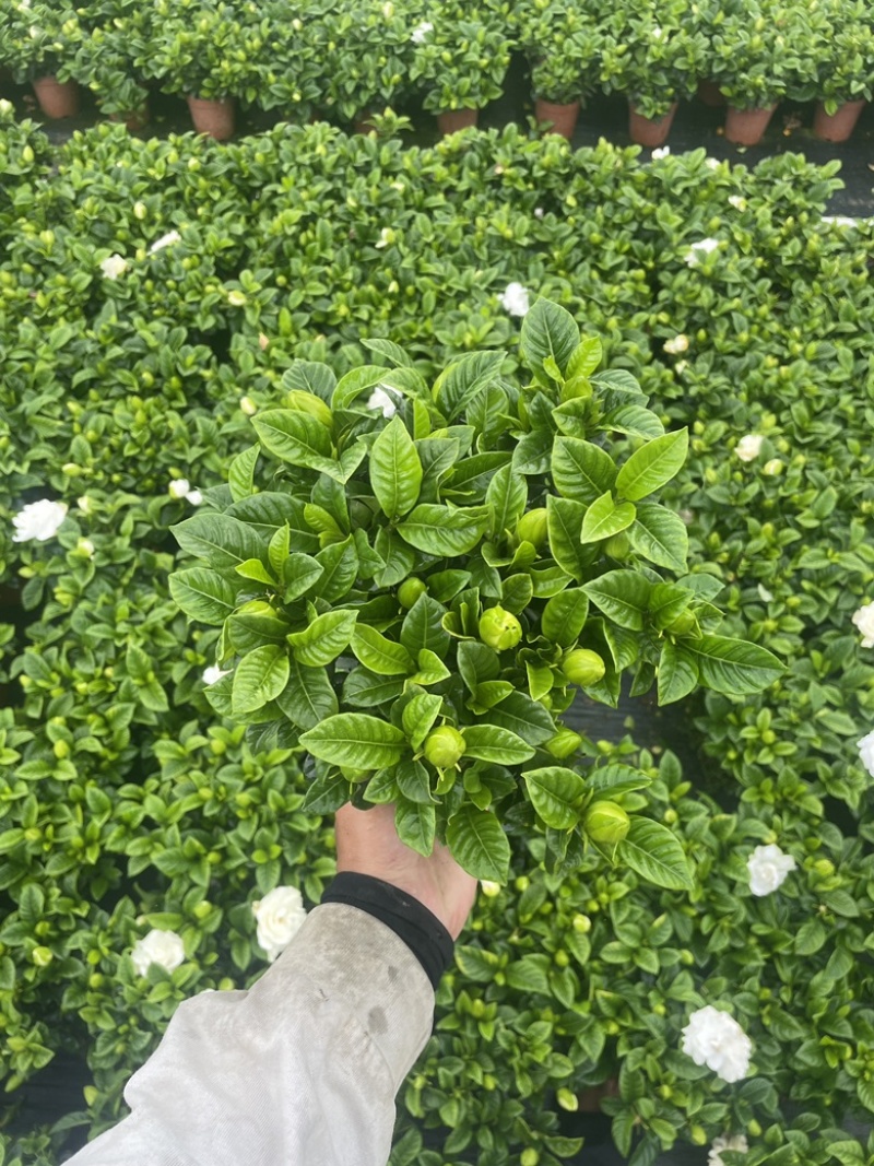 120#栀子花