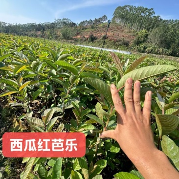 西瓜红番石榴树苗嫁接苗杯苗