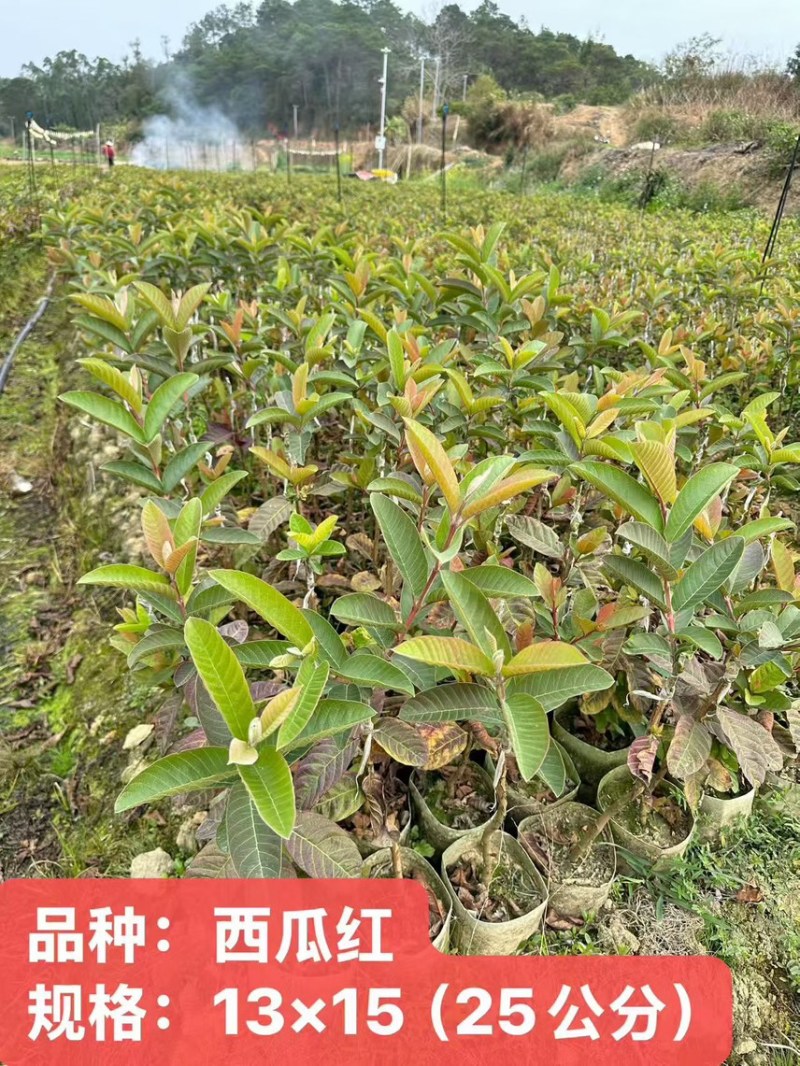 西瓜红番石榴树苗嫁接苗杯苗