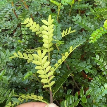 清香木盆栽，枝条，叶子基地直销