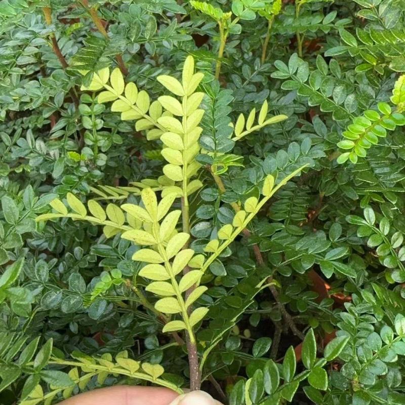 清香木盆栽，枝条，叶子基地直销