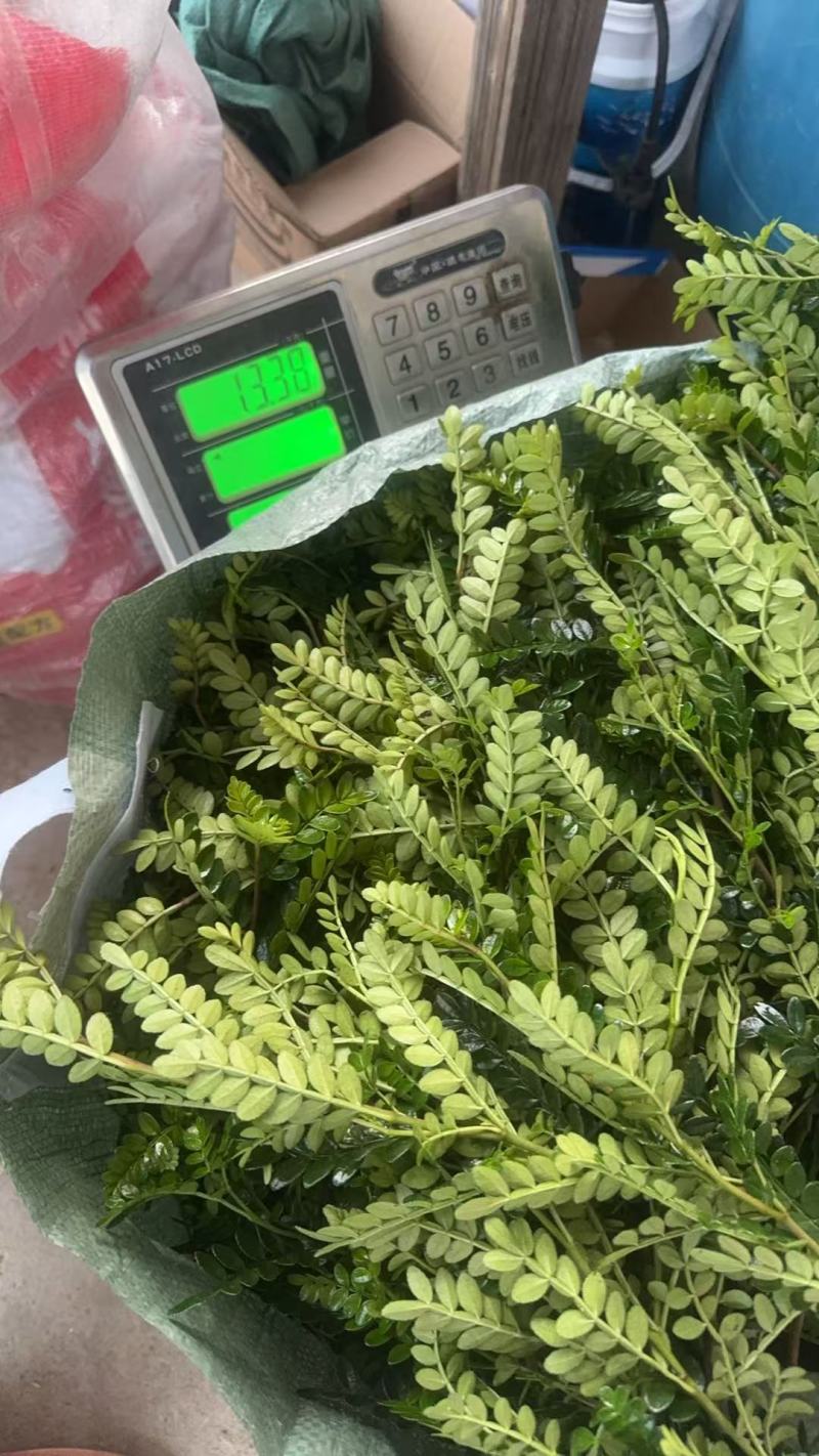 清香木盆栽，枝条，叶子基地直销