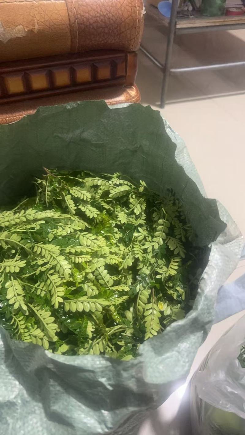 清香木盆栽，枝条，叶子基地直销