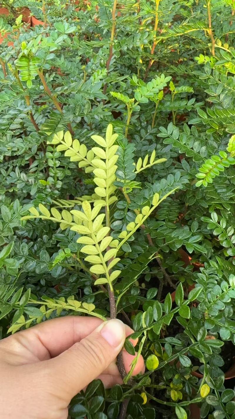 清香木盆栽，枝条，叶子基地直销