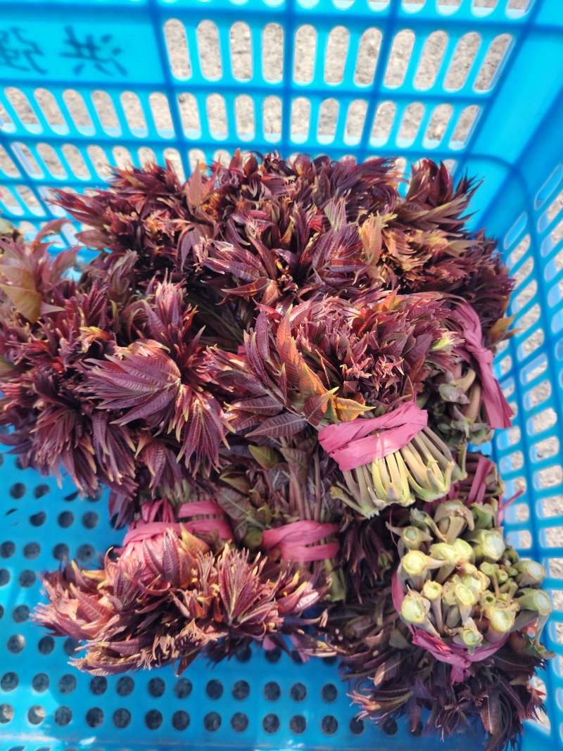 马家寨子村香椿芽头茬嫩芽大量批发供应
