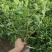 苗圃大量出售高30-50厘米大叶栀子花