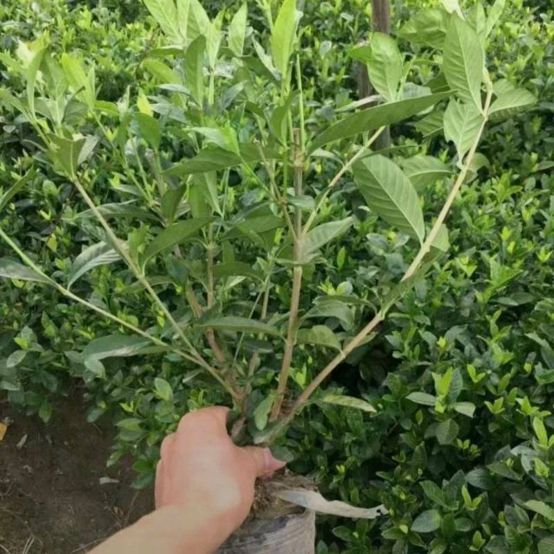 苗圃大量出售高30-50厘米大叶栀子花