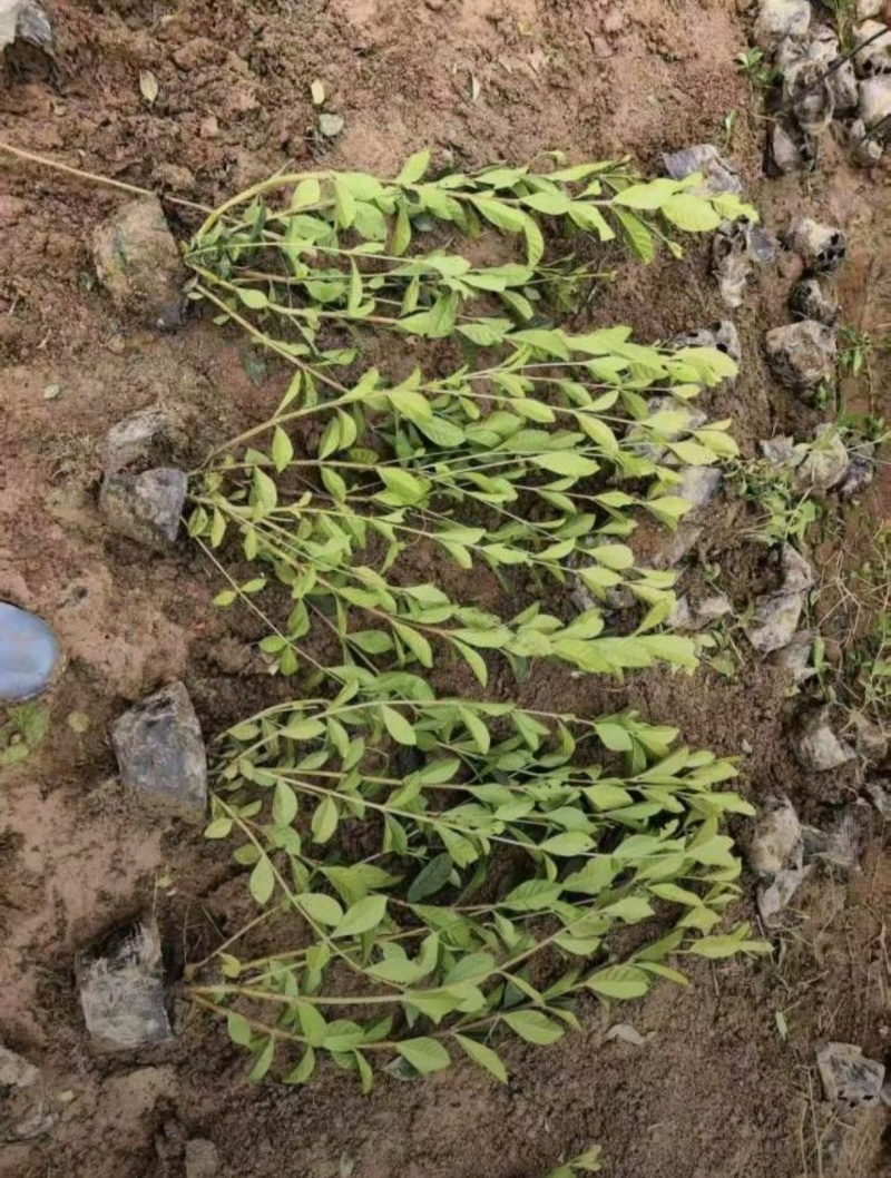 苗圃大量出售高30-50厘米大叶栀子花