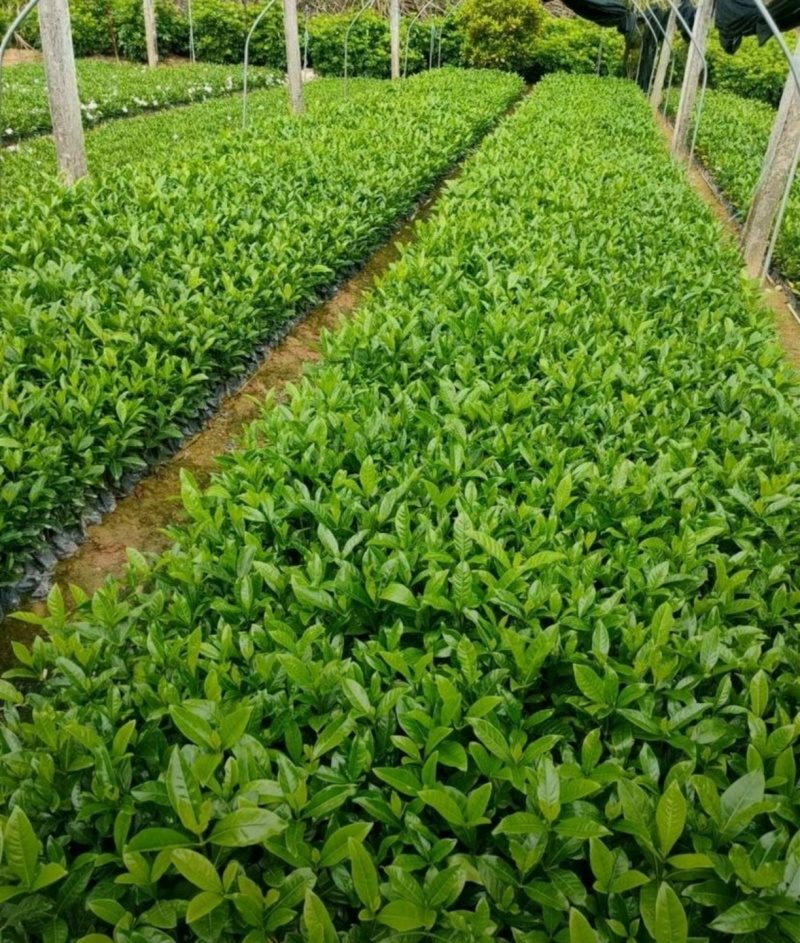 苗圃大量出售高30-50厘米大叶栀子花