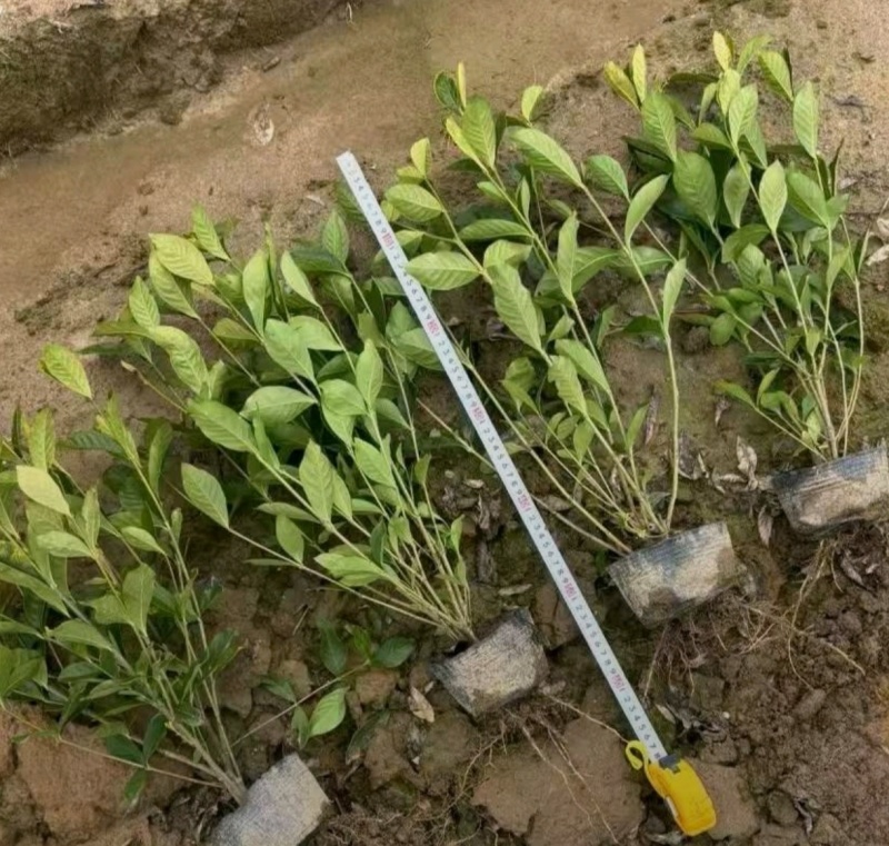 苗圃大量出售高30-50厘米大叶栀子花