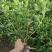 苗圃大量出售高30-50厘米大叶栀子花