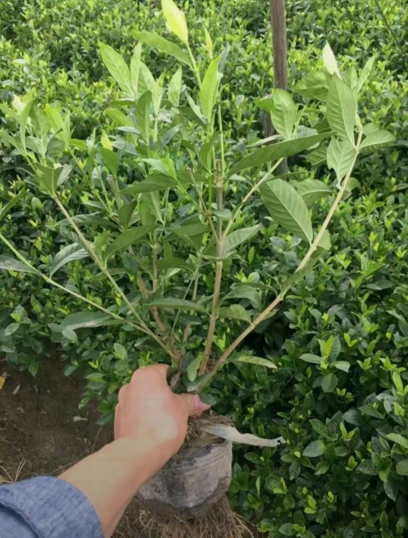 苗圃大量出售高30-50厘米大叶栀子花