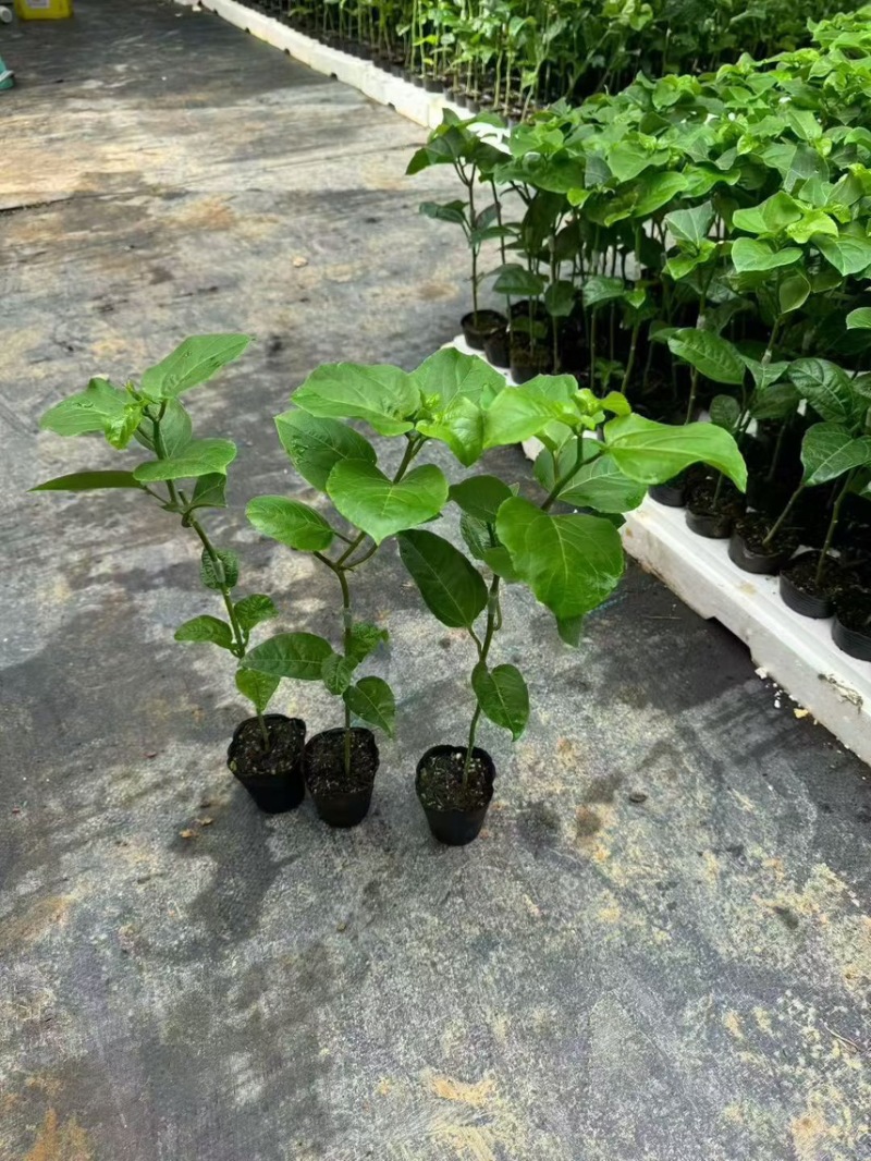 百香果树苗嫁接苗营养杯苗