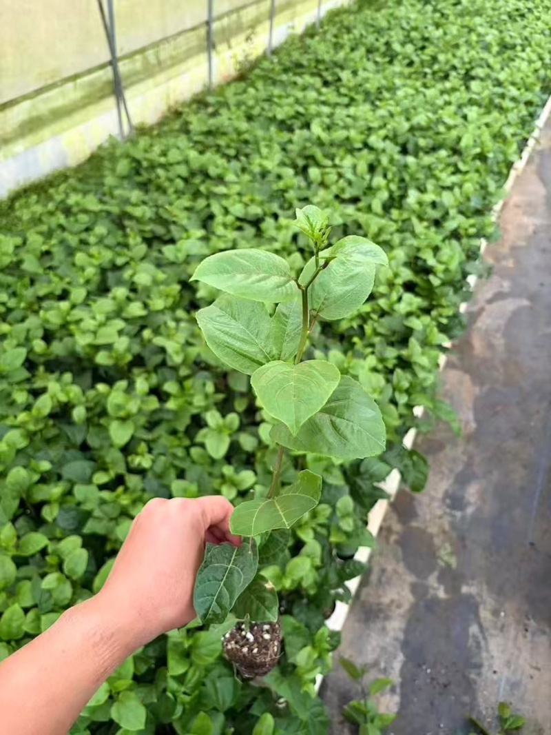 百香果树苗嫁接苗营养杯苗