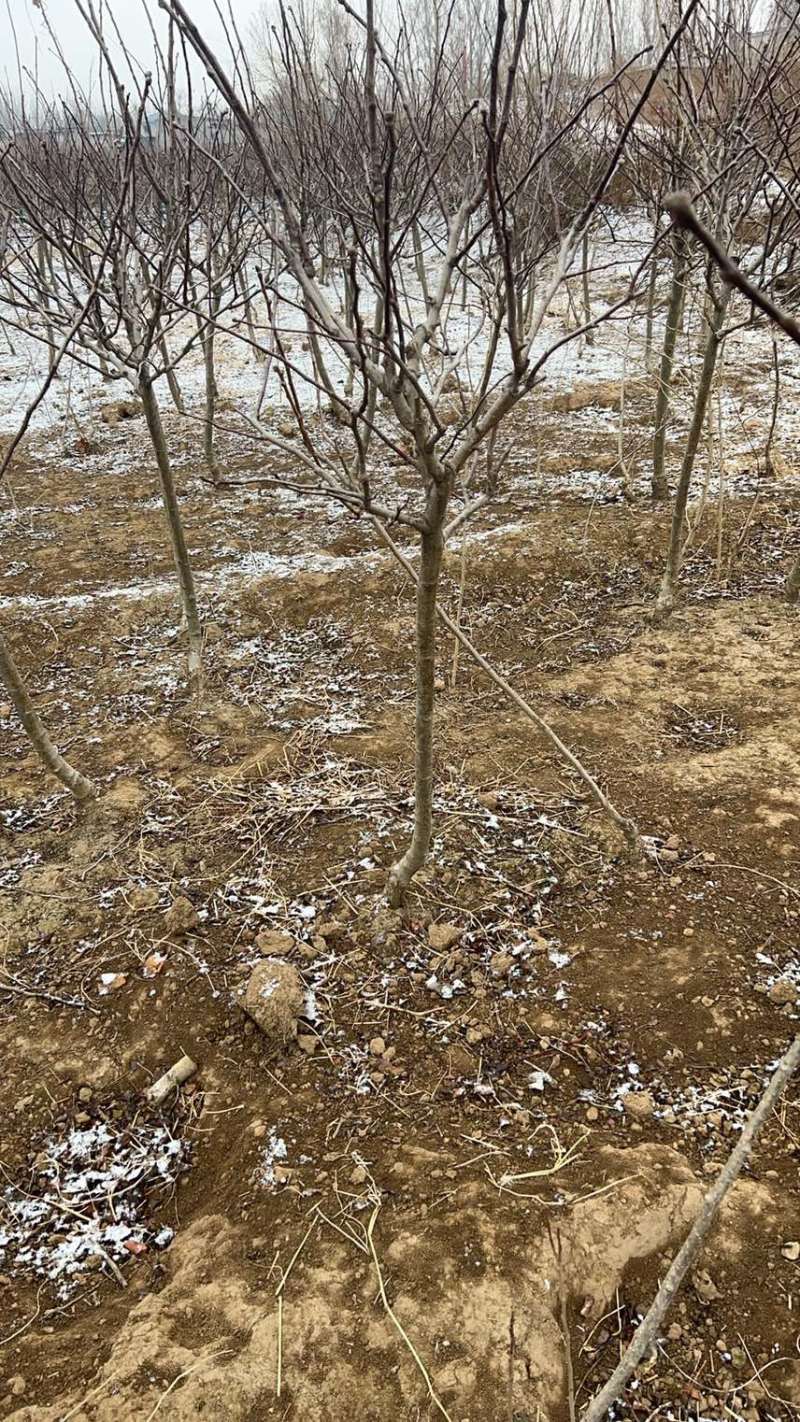 山楂树