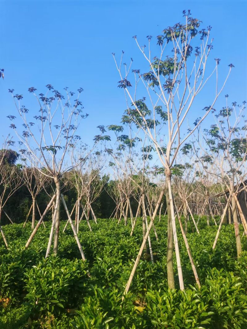 紫花风铃木6-10分