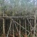 宫粉紫荆3-20分