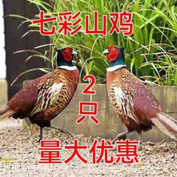 2只野外山鸡鲜活鸡七彩山鸡还有白条鸡土鸡