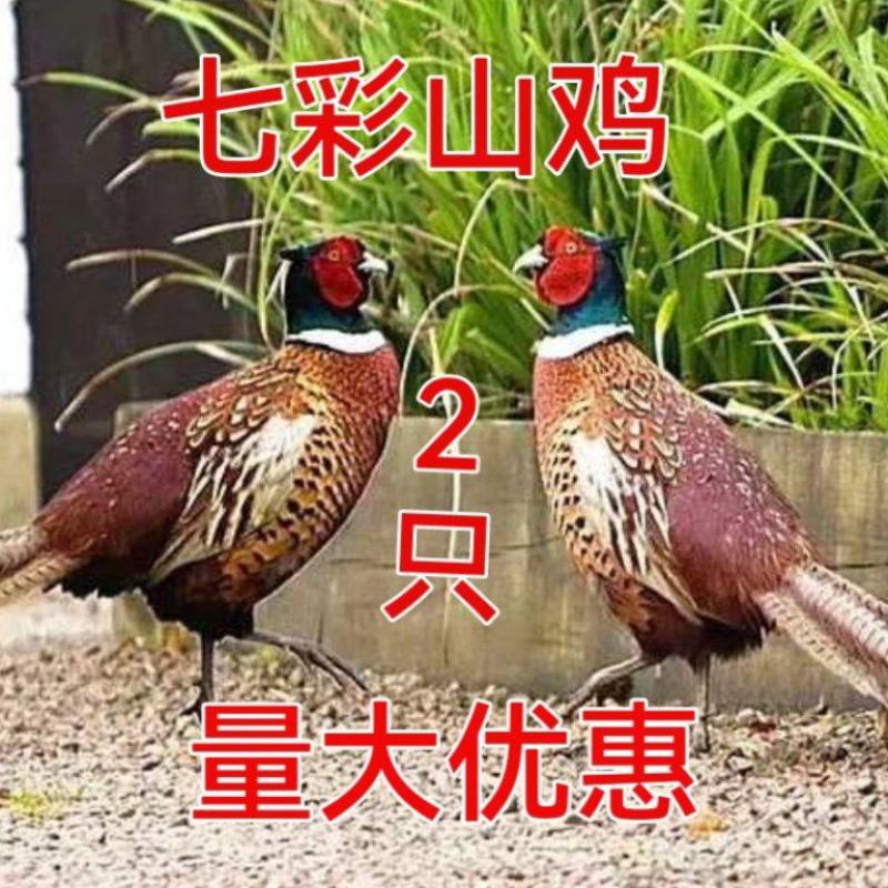 2只野外山鸡鲜活鸡七彩山鸡还有白条鸡土鸡