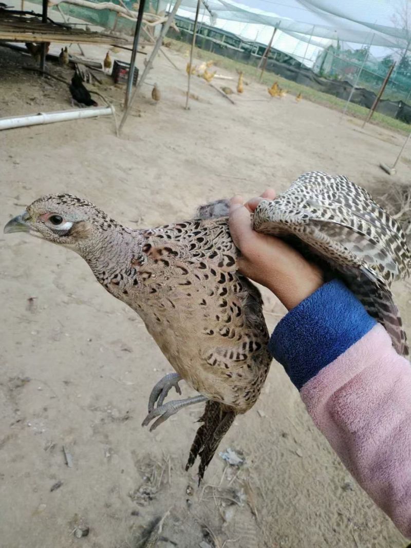 2只野外山鸡鲜活鸡七彩山鸡还有白条鸡土鸡