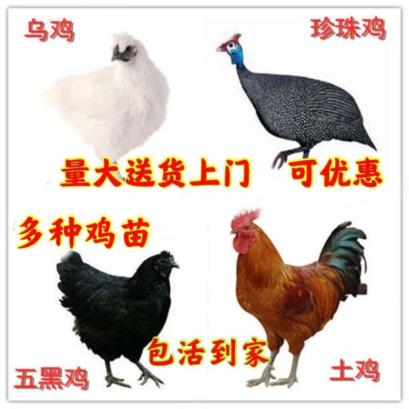 2只野外山鸡鲜活鸡七彩山鸡还有白条鸡土鸡