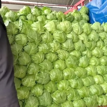 邯郸宣甘蓝