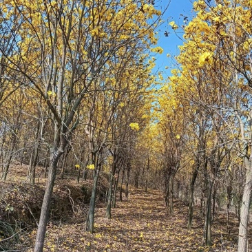 多花枫林木