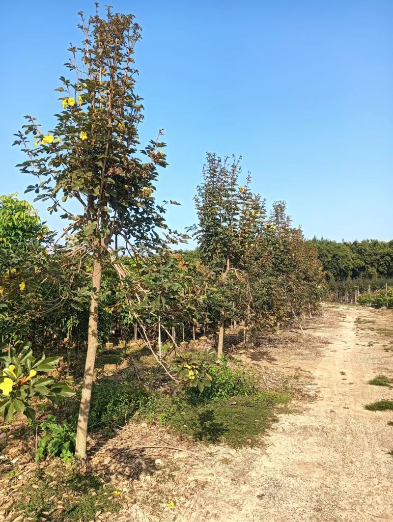 多花枫林木